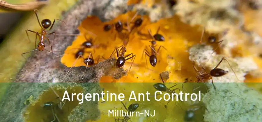 Argentine Ant Control Millburn-NJ