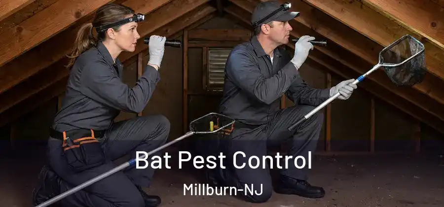Bat Pest Control Millburn-NJ