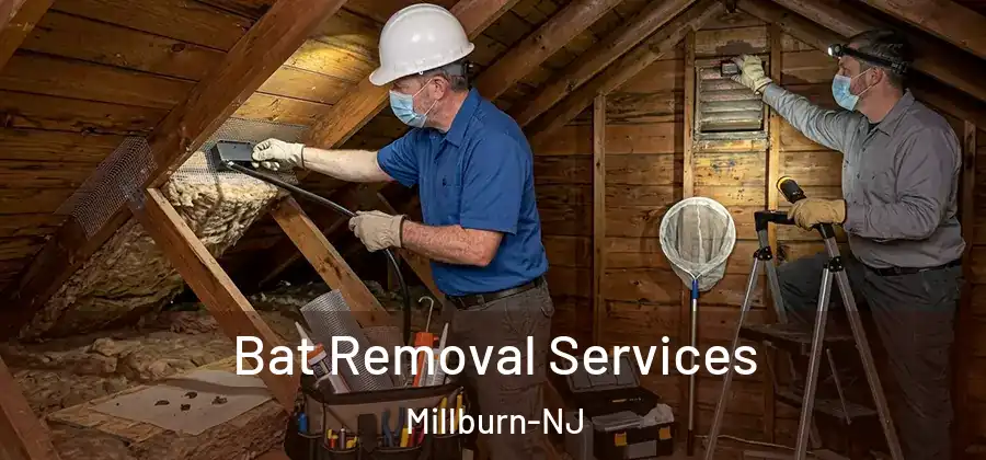 Bat Removal Services Millburn-NJ