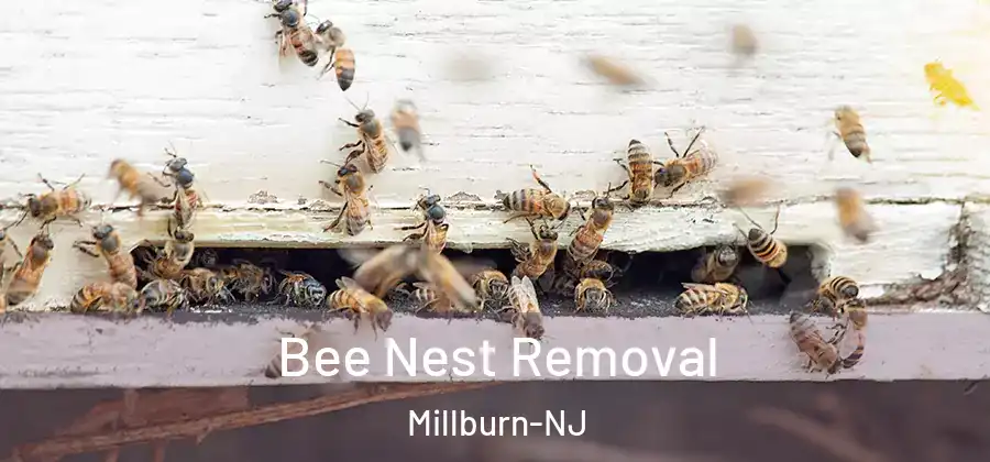  Bee Nest Removal Millburn-NJ