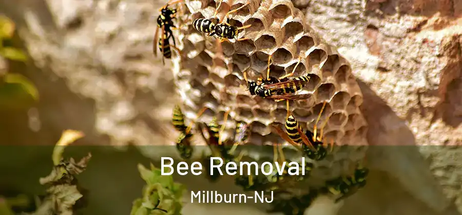 Bee Removal Millburn-NJ