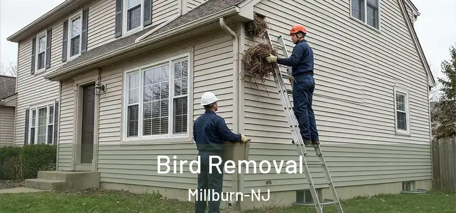 Bird Removal Millburn-NJ