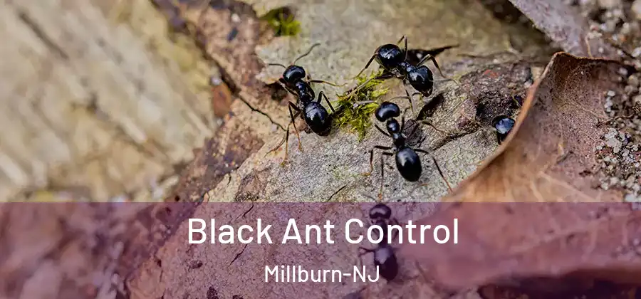 Black Ant Control Millburn-NJ