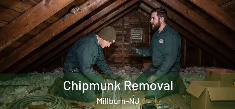 Chipmunk Removal Millburn-NJ