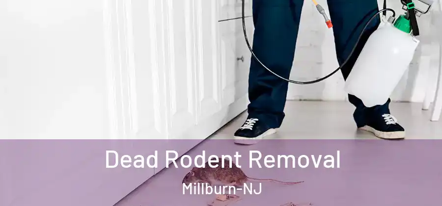  Dead Rodent Removal Millburn-NJ