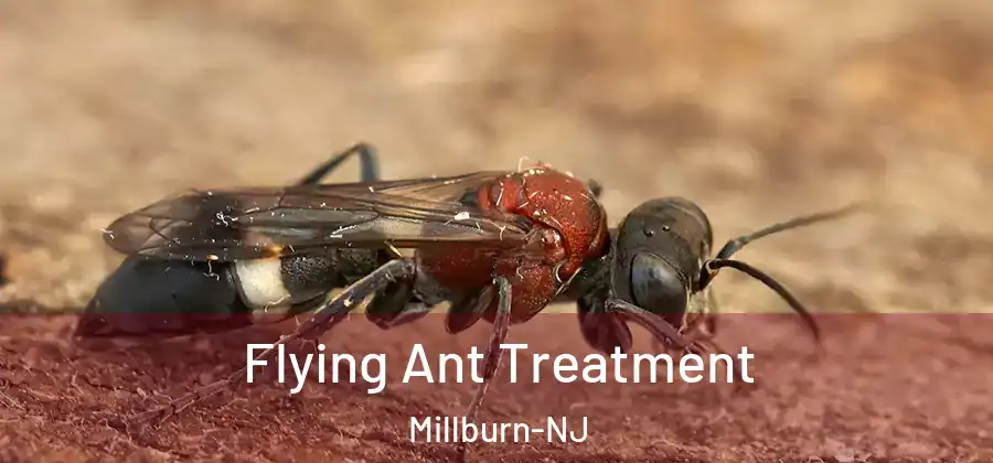 Flying Ant Treatment Millburn-NJ