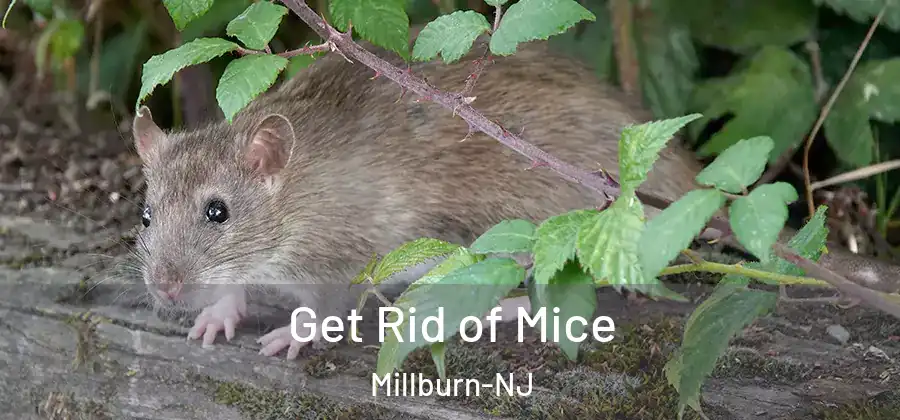 Get Rid of Mice Millburn-NJ