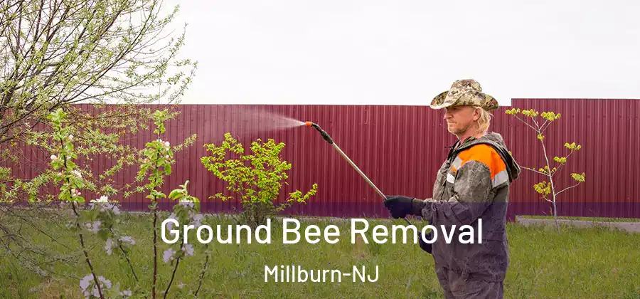 Ground Bee Removal Millburn-NJ