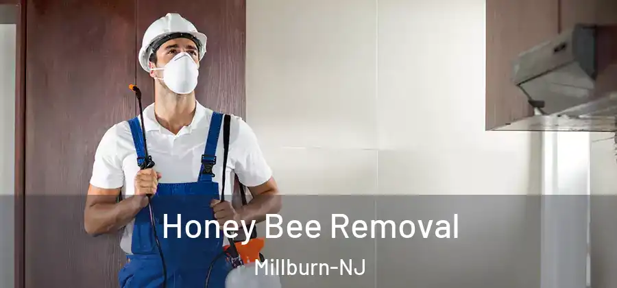 Honey Bee Removal Millburn-NJ