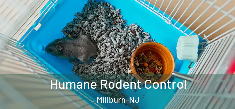  Humane Rodent Control Millburn-NJ