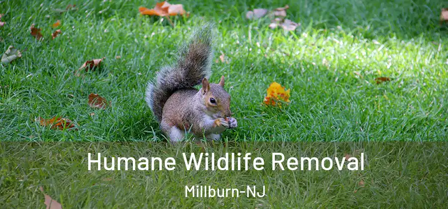 Humane Wildlife Removal Millburn-NJ
