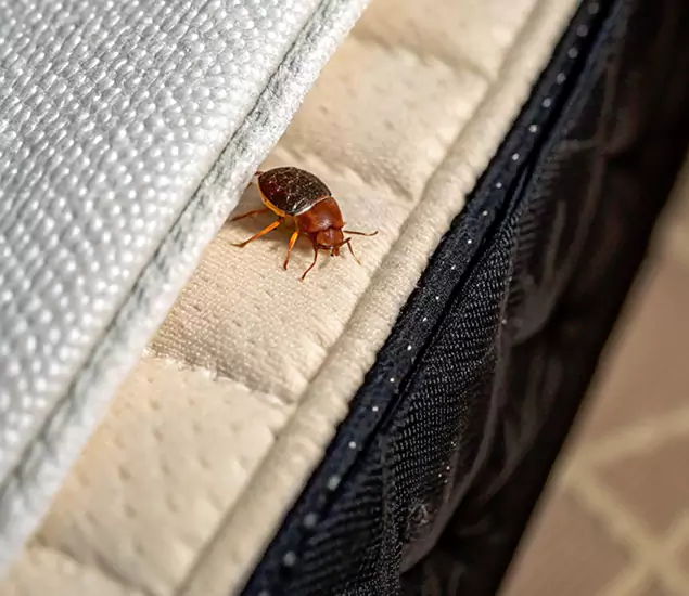 Bed Bug Exterminator Experts You Can Trust in Millburn, NJ