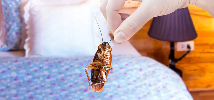 Fast Roach Elimination in Millburn