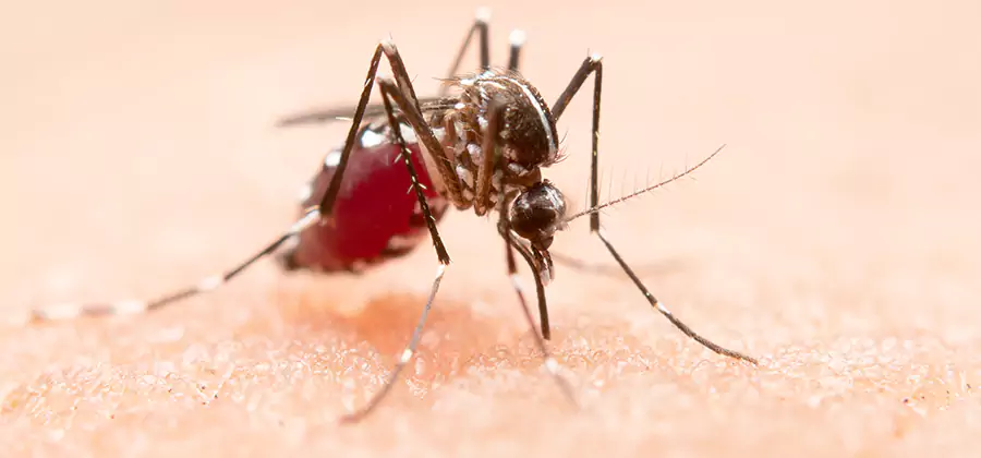 Indoor Mosquito Killer and Interior Control in Millburn