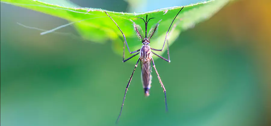 Home Defense Insect Killer in Millburn