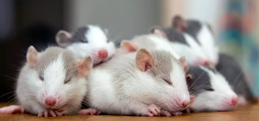 Millburn Pet Safe Mice Control