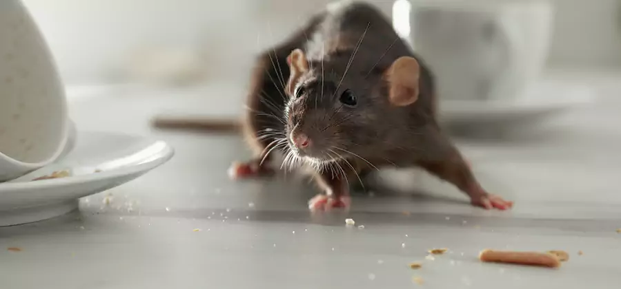 Attic Rat Exclusion Service in Millburn