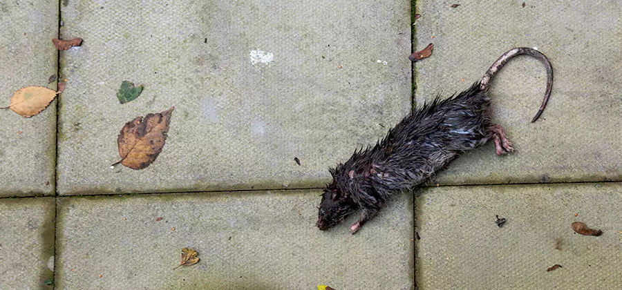 Rodent inspection service in Millburn