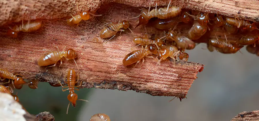 Wood Preservation Termite Treatment in Millburn