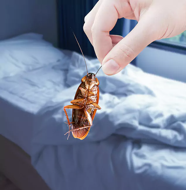 Why Choose Millburn Pest Control Pro for Bed Bug Extermination in Millburn, NJ?