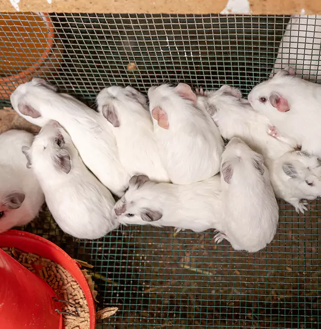 Why Choose Millburn Pest Control Pro for Rat Infestation in Millburn, NJ?