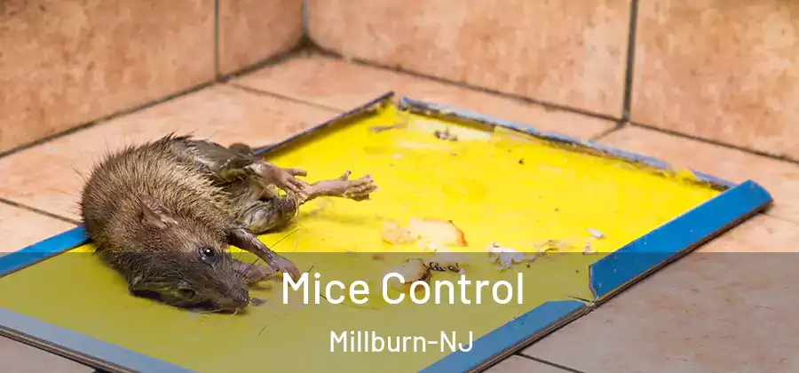 Mice Control Millburn-NJ