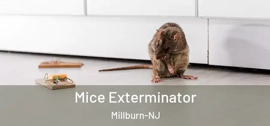 Mice Exterminator Millburn-NJ