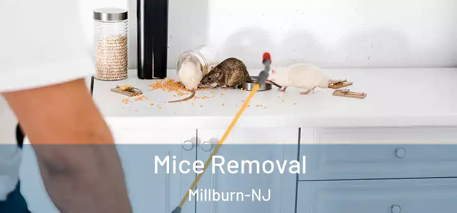 Mice Removal Millburn-NJ