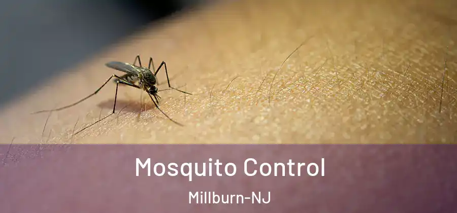  Mosquito Control Millburn-NJ