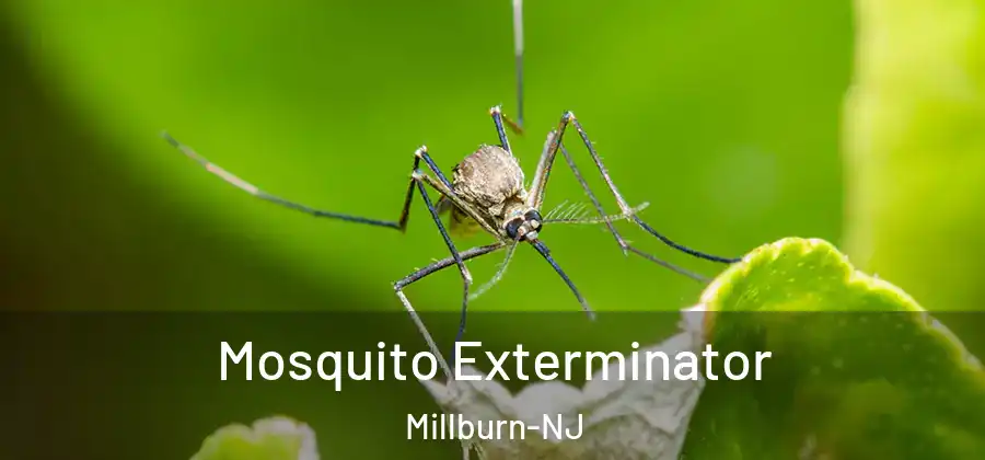 Mosquito Exterminator Millburn-NJ