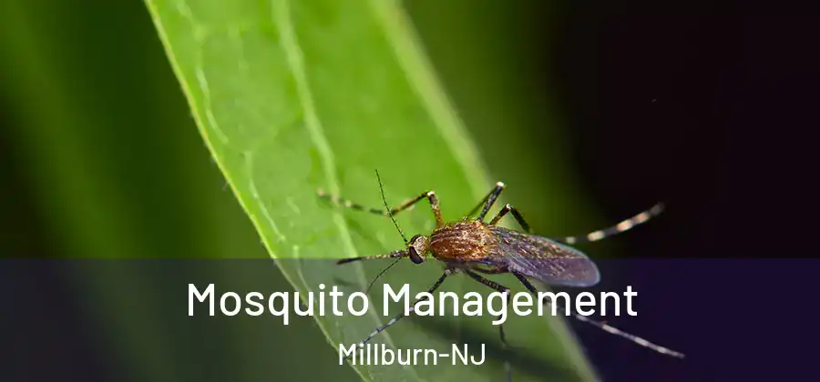 Mosquito Management Millburn-NJ