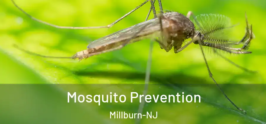  Mosquito Prevention Millburn-NJ