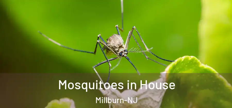  Mosquitoes in House Millburn-NJ