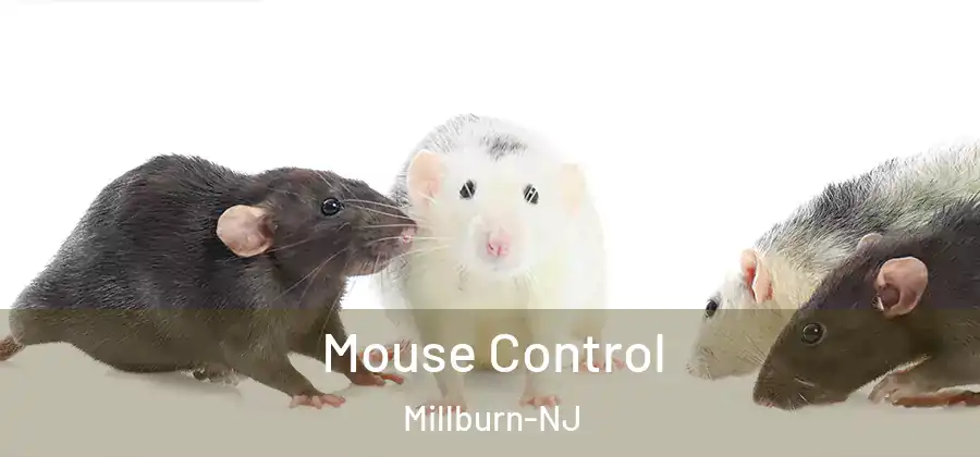 Mouse Control Millburn-NJ