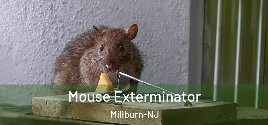  Mouse Exterminator Millburn-NJ