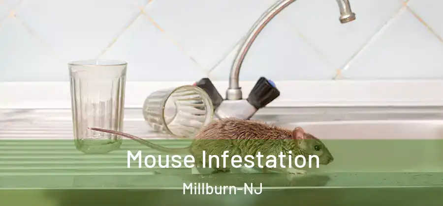 Mouse Infestation Millburn-NJ