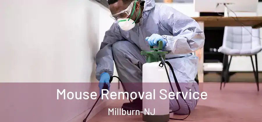 Mouse Removal Service Millburn-NJ