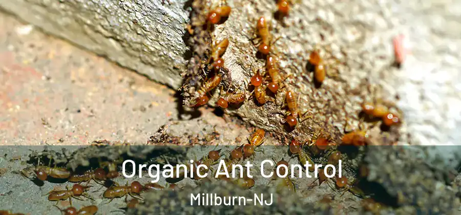 Organic Ant Control Millburn-NJ