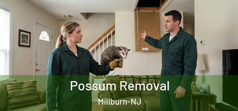  Possum Removal Millburn-NJ