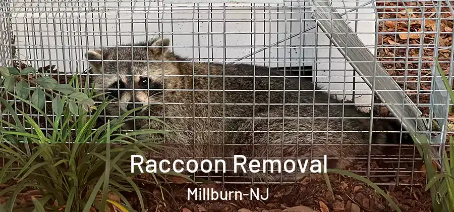 Raccoon Removal Millburn-NJ