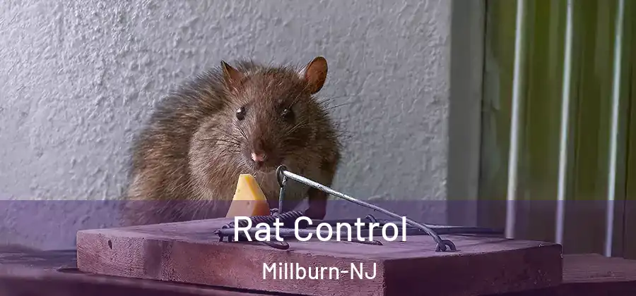 Rat Control Millburn-NJ