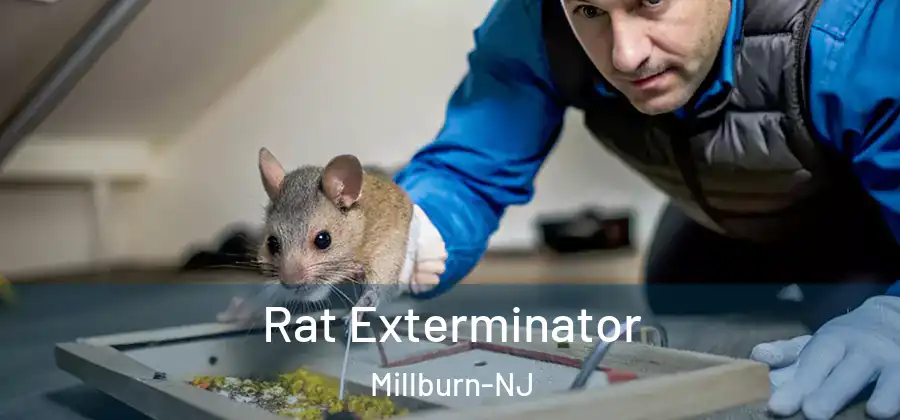 Rat Exterminator Millburn-NJ