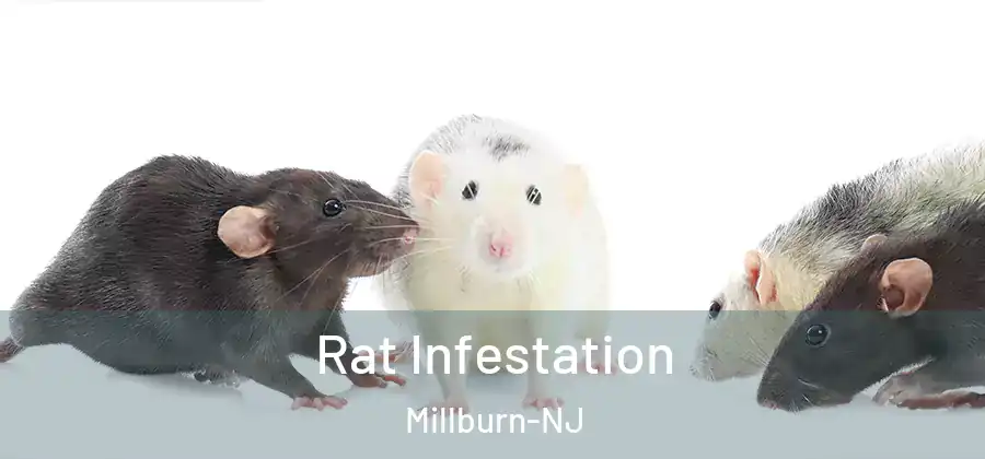 Rat Infestation Millburn-NJ
