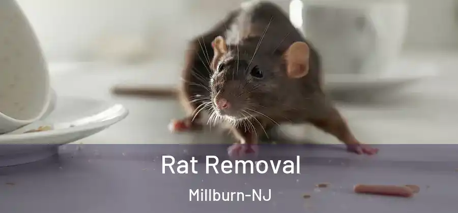  Rat Removal Millburn-NJ