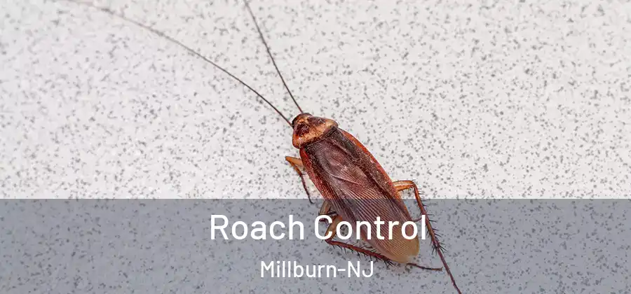 Roach Control Millburn-NJ