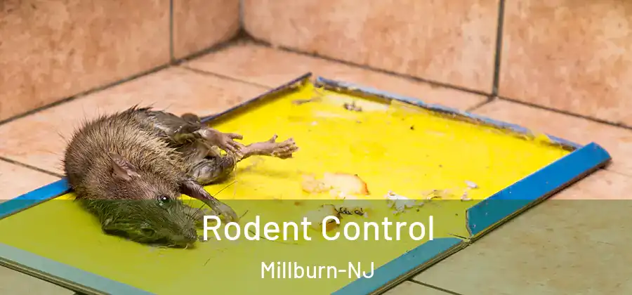 Rodent Control Millburn-NJ