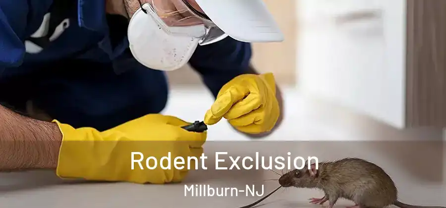 Rodent Exclusion Millburn-NJ