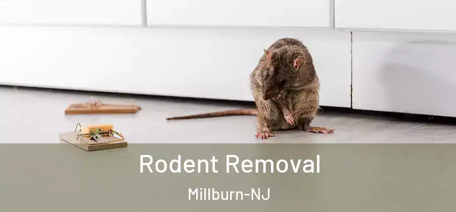 Rodent Removal Millburn-NJ