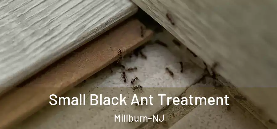 Small Black Ant Treatment Millburn-NJ