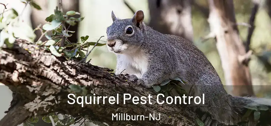Squirrel Pest Control Millburn-NJ